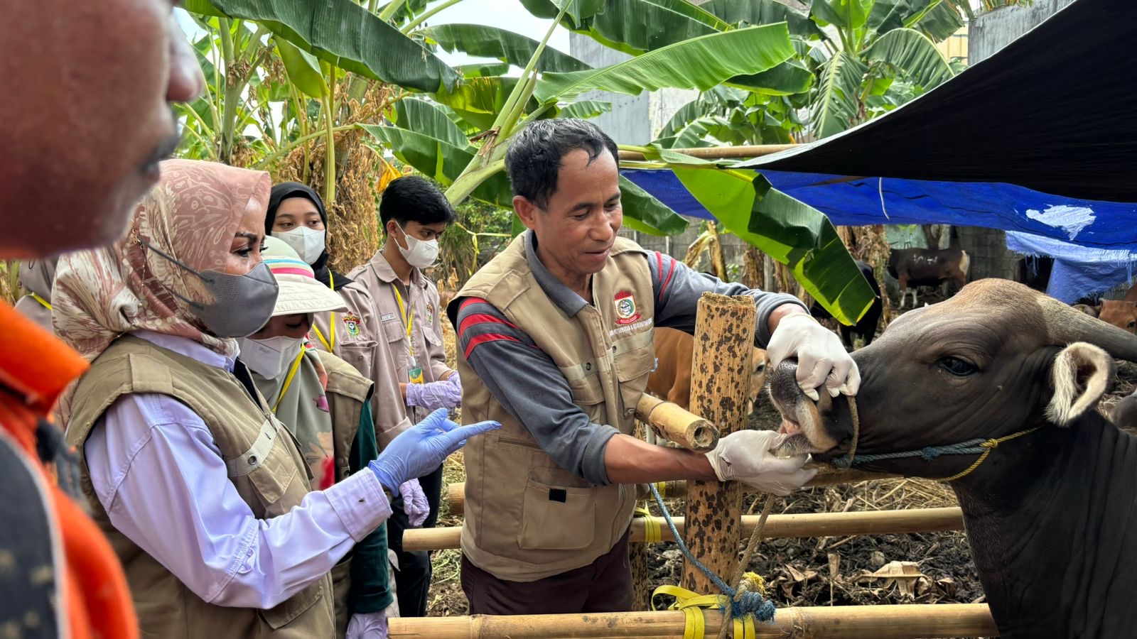 DP2 Makassar Gencar Lakukan Pemeriksaan Hewan Kurban Jelang Idul Adha